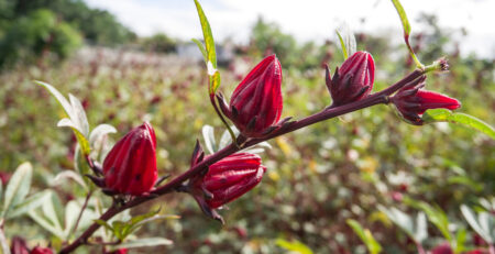 L’hibiscus, la fleur aux multiples bienfaits à intégrer dans vos cosmétiques